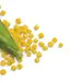 FLOUR CORN OG | 25 LBS