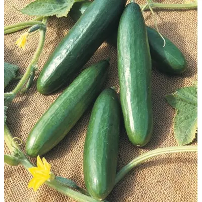 Cucumber - Diva Hybrid (Seed)