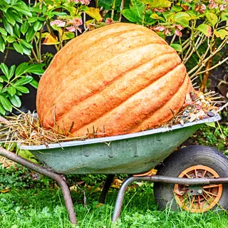 Pumpkin - Big Max (Seed)