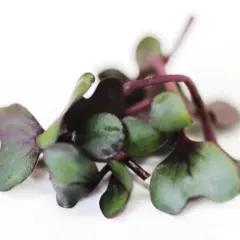 Microgreens - Red Cabbage (Bulk Seed)