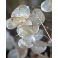 Honesty - Silver Dollar (Bulk Seed)