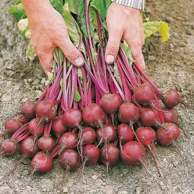 Beet - Action (Seed)
