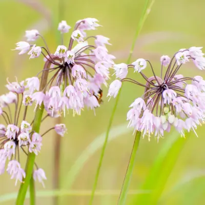 Nodding Wild Onion (Seed)
