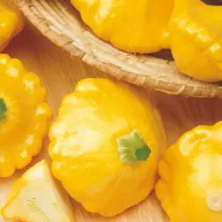 Summer Squash - Sunny Delight (Bulk Seed)