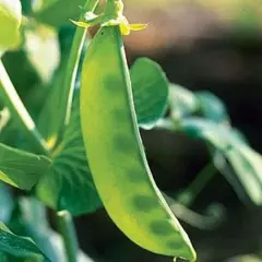 Pea - Oregon Giant Snow (Bulk Seed)