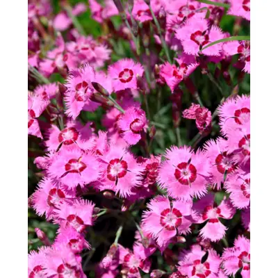Dianthus - Allwoodii Alpinus (Seed)