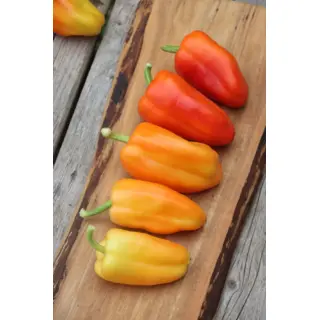 Sweet Pepper - Moon Cheese (Seed)