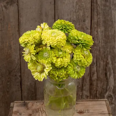 Zinnia - Queeny Lime (Organic Seed)