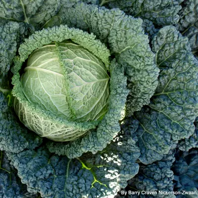 Savoy Cabbage - Serpentine (Seed)