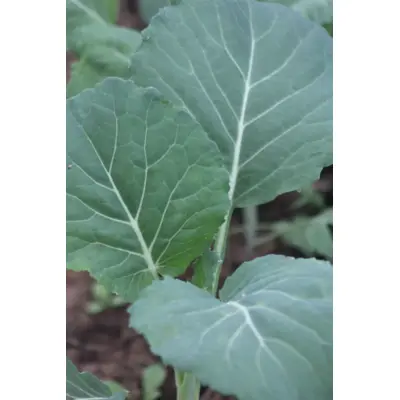 Greens - Morris Heading Collard Greens (Seed)
