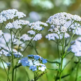 Common Yarrow (Seed)