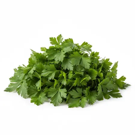 HERB PARSLEY FLAT OG | 10 CT