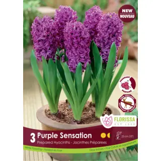 Hyacinth (Prepared) - 'Purple Sensation' 3/pkg