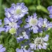 Scabiosa - Perfection Blue (Seed)
