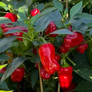 Hot Pepper - Hot Pot (Seed)