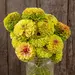 Zinnia - Queeny Lime Blotch (Organic Seed)