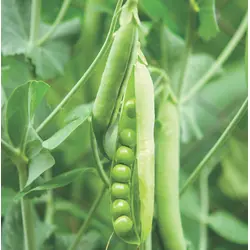 Pea - Sugar Ann (Bulk Seed)