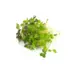 Mumm's Spicy Microgreen Sprouts
