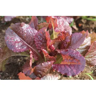 Lettuce - Outredgeous (Seed)