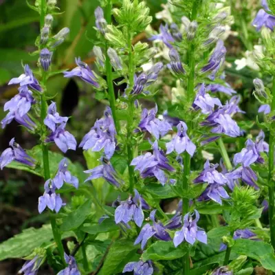 Great Blue Lobelia (Seed)