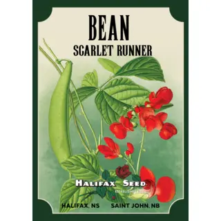 Heritage Packet: Bean - Scarlet Runner (Seed)