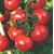 TOMATO PATIO 2G