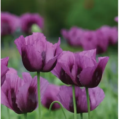 Poppy - Hungarian Blue (Seed)