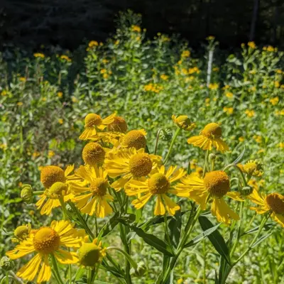 Sneezeweed - Helen's Flower (Seed)
