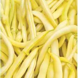 Bean - Kentucky Wonder Wax Yellow (Bulk Seed)