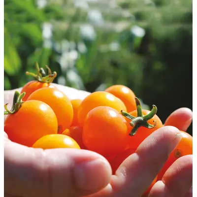 Tomato - Sunsugar (Seed)