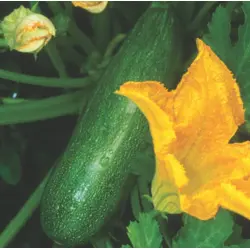 Summer Squash - Black Beauty Zucchini (Bulk Seed)