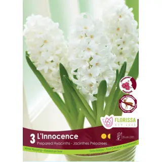 Hyacinth (Prepared) - 'L'Innocence' 3/pkg