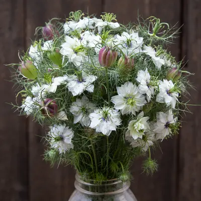 Nigella - Cramer's Plum (Organic Seed)