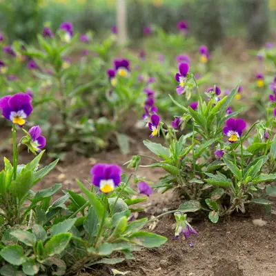 Pansy - Anna (Organic Seed)