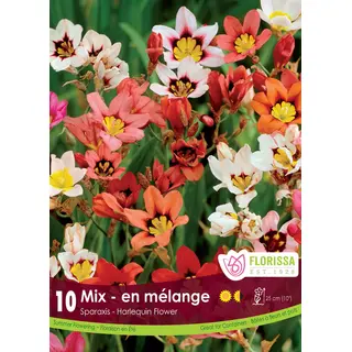 Sparaxis Mix - 10/pkg