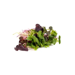 Sprouting Seed - Brilliant Blend Mix (Seed)
