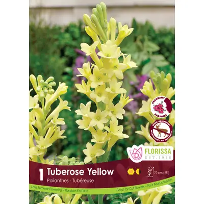 Tuberose - Yellow 1/pkg