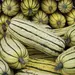 Squash - Honeyboat (Seed)
