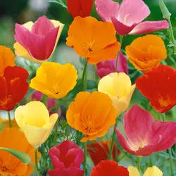 California Poppy (Bulk Seed)