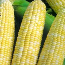 Corn - Honey & Cream (Bulk SU Seed)