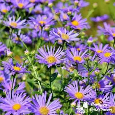 New England Aster (Seed)