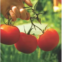 Tomato - Scotia (Bulk Seed)