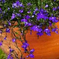 Lobelia - Sapphire (Bulk Seed)