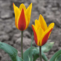 Tulip Flowers