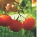 Heritage Packet: Tomato - Scotia (Seed)