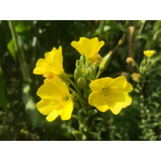 Evening Primrose (Seed)