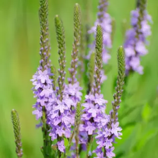 Hoary Vervain (Seed)
