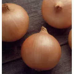 Onion - Candy Hybrid (Bulk Seed)