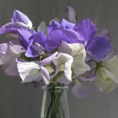 Sweet Pea - Noel Sutton (Seed)