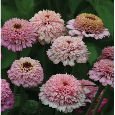 Zinnia - Zinderella Lilac (Seed)